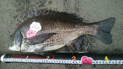 『釣りデビュー❤』184日目✨