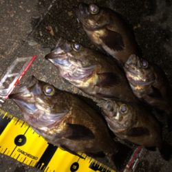 テトラランガンメバリング