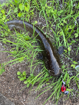 夕まづめナマズ釣り