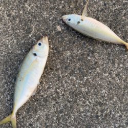 エギングのはずが