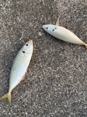 エギングのはずが