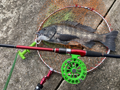 潮周り良好も3枚のみ