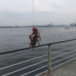 ギックリ腰なのでタコ散歩。。。