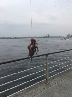 ギックリ腰なのでタコ散歩。。。