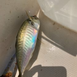 太刀魚ジギング