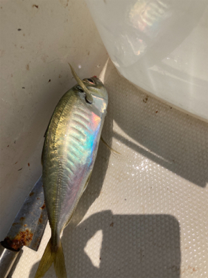 太刀魚ジギング