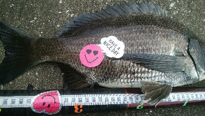 『釣りデビュー❤』185日目…