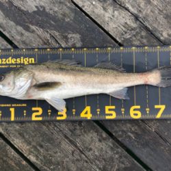 久しぶりに釣りに行きました