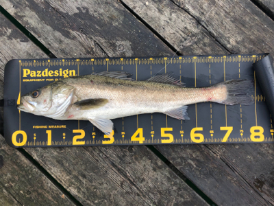 久しぶりに釣りに行きました