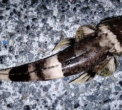 ゴンゴンブルブル