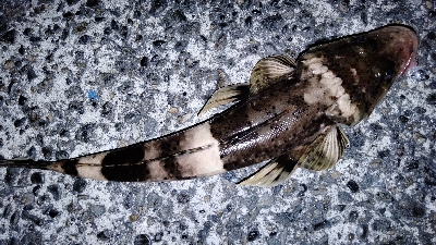 ゴンゴンブルブル