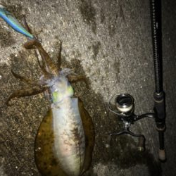 ナイトエギング