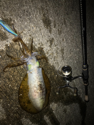 ナイトエギング