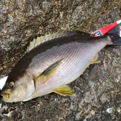 梅雨イサキin二木島
