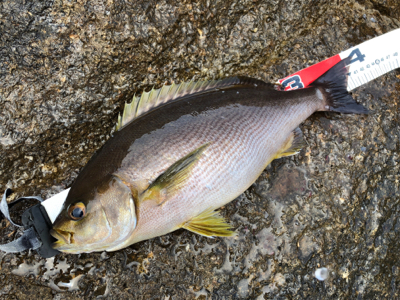 梅雨イサキin二木島
