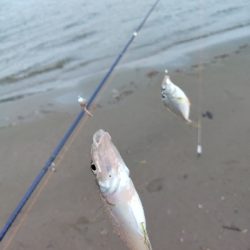 由良川河口 キス釣り