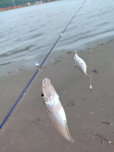 由良川河口 キス釣り