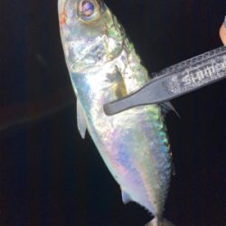 アジング の練習