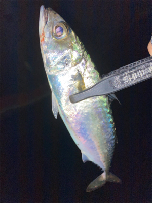 アジング の練習