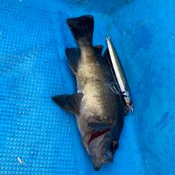 オフショアジギングでメバル？