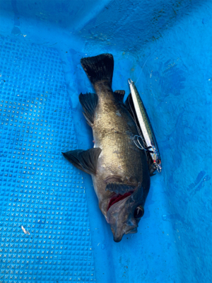 オフショアジギングでメバル？