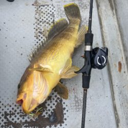 タイラバでオオモンとアオハタ