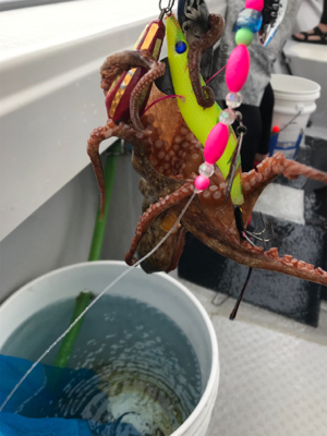 明石船タコ釣り