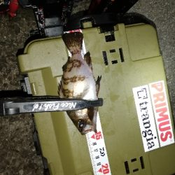 メバリング@泉南