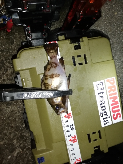 メバリング@泉南