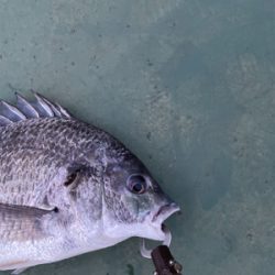 キビレが釣れました