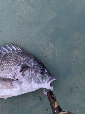 キビレが釣れました