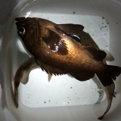 満月メバリング