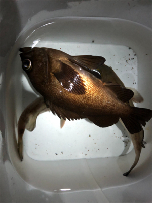 満月メバリング