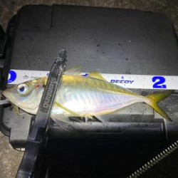 大阪湾奥アジング