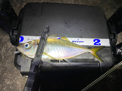 大阪湾奥アジング