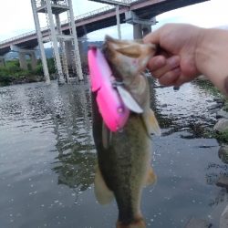 デカハネフィッシュ!