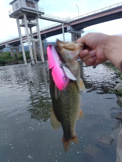 デカハネフィッシュ！