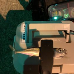 鯖の猛襲、メバル１匹