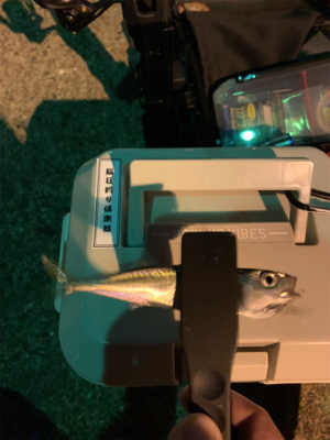 鯖の猛襲、メバル１匹