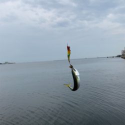 朝マヅメシーバス