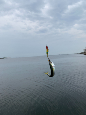 朝マヅメシーバス