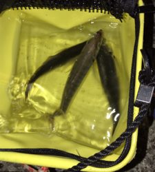 メバル狙いにいくが、アジが釣れた^ ^