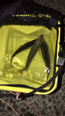 メバル狙いにいくが、アジが釣れた^ ^