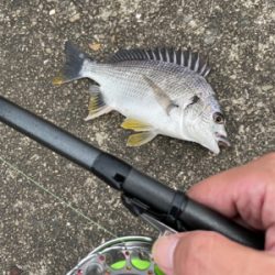 2日連続、落とし込み