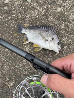 2日連続、落とし込み
