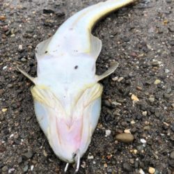 マゴチ 釣れました。