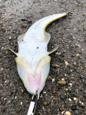 マゴチ 釣れました。