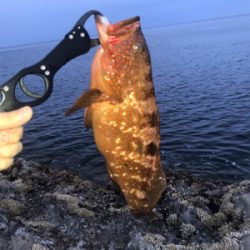 ベイトショアジギ