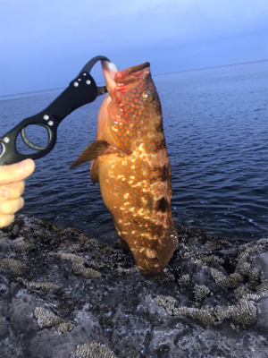 ベイトショアジギ