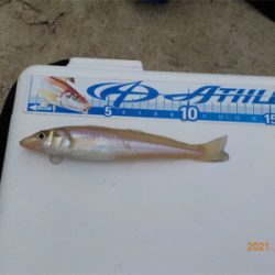 キス苦戦後、初登場2匹